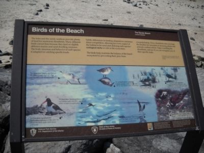 Birds of the Beach Marker. Click for full size. Birds of the Beach Marker image. Click for full size.