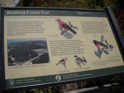 Maritime Forest Trail Marker. Click for full size. Maritime Forest Trail Marker image. Click for full size.