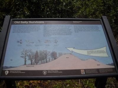 Old Salty Survivors Marker image. Click for full size.