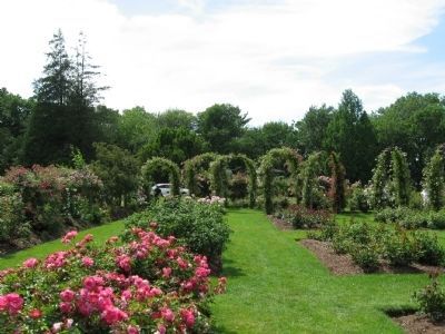 Elizabeth Park Rose Garden image. Click for full size.