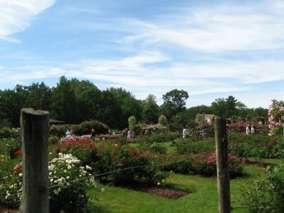 Elizabeth Park Rose Garden image. Click for full size.