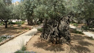 Garden of Olives. Click for full size. Garden of Olives image. Click for full size.