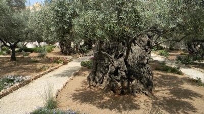 Garden of Olives image. Click for full size.