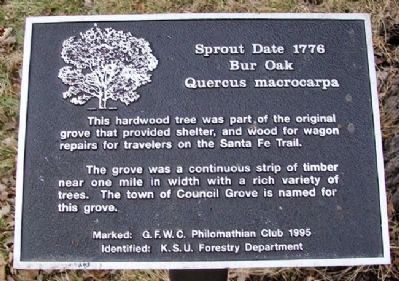 Bur Oak Marker. Click for full size. Bur Oak Marker image. Click for full size.