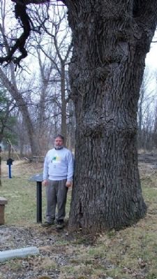 Bur Oak and Marker. Click for full size. Bur Oak and Marker image. Click for full size.
