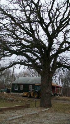 Bur Oak and Marker. Click for full size. Bur Oak and Marker image. Click for full size.