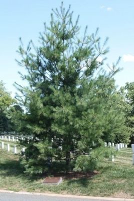 Exercise Tiger Memorial Marker and Eastern White Pine Memorial Tree image. Click for full size.