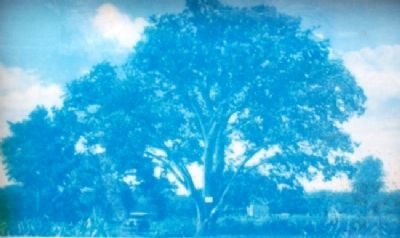 Custer Elm Marker Photo image. Click for full size.