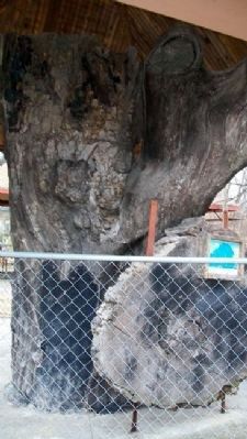Custer Elm Remnant and Marker image. Click for full size.