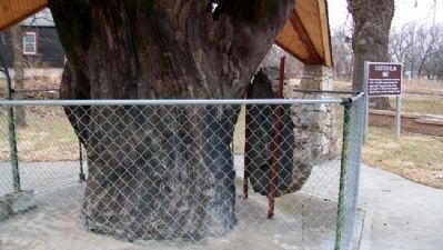 Custer Elm image. Click for full size.