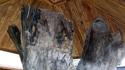 Custer Elm Remnant image. Click for full size.