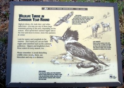 Wildlife Thrive In Corridor Year Round Marker image. Click for full size.