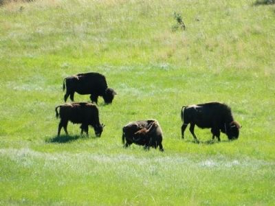 Buffalo in Custer State Park image. Click for full size.