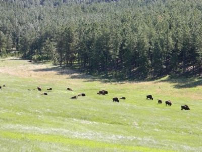 Part of the Custer State Park buffalo herd image. Click for full size.