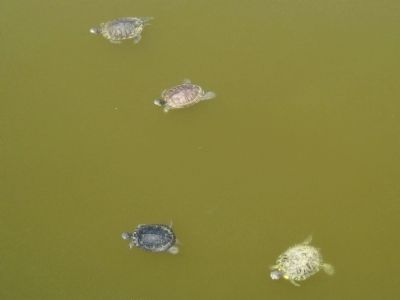 Turtles at Reed Canal Park image. Click for full size.