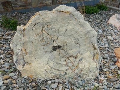 Petrified Tree image. Click for full size.