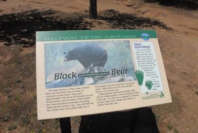 Black (and sometimes brown) Bear Marker image. Click for full size.
