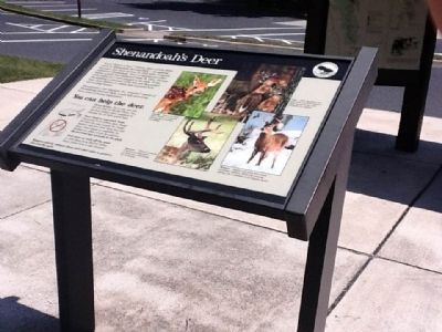 Shenandoah�s Deer Marker image. Click for full size.