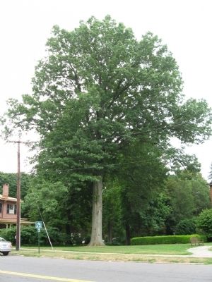 Wethersfield's Constitution Oak image. Click for full size.