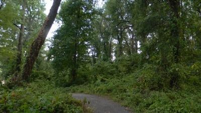 Thick forest landscape along the Fort Mahan hiker trail image. Click for full size.