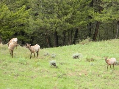 Elk in Yellowstone National Park. Click for full size. Elk in Yellowstone National Park image. Click for full size.