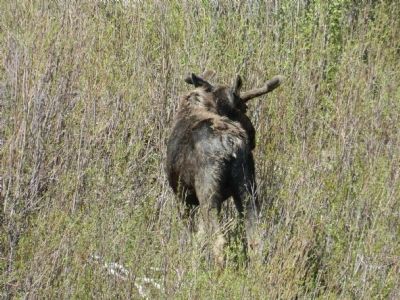 Bull moose grazing near the marker. image. Click for full size.