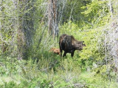 Female moose and calf near marker. image. Click for full size.