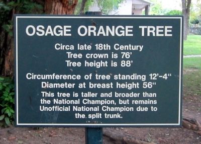 Osage Orange Tree Marker image. Click for full size.