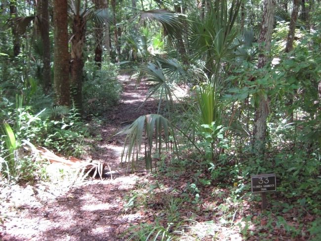 The Florida Hammock Trail at the Dunlawton Sugar Mill Botanical Gardens image. Click for full size.