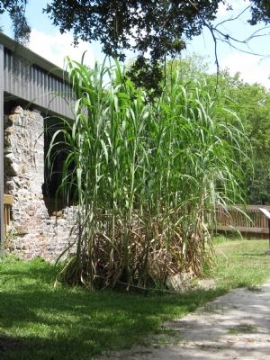 Sugar Cane Stalks image. Click for full size.