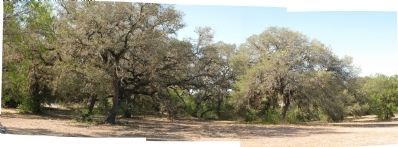 Stand of oaks across the street from marker image. Click for full size.