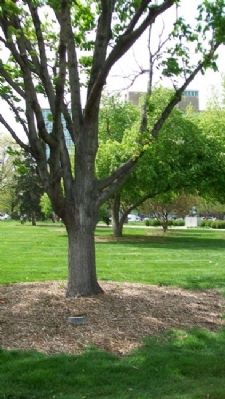 The Freedom Tree and Marker image. Click for full size.