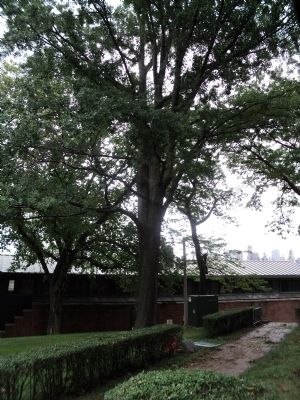 The Pershing Oak image. Click for full size.