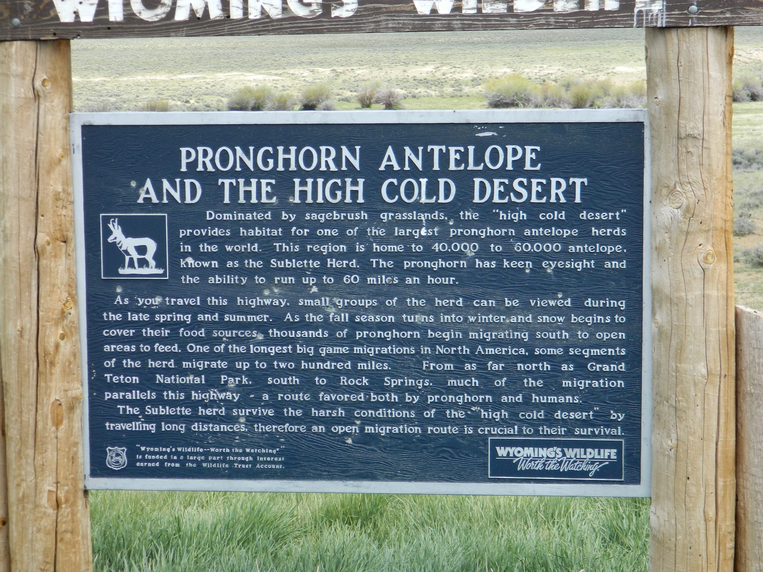 Pronghorn Antelope and the High Cold Desert Marker