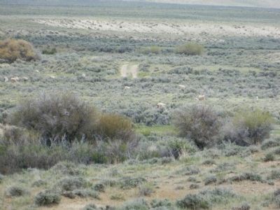 Grazing Sheep Pretending to be Pronghorn Antelope image. Click for full size.