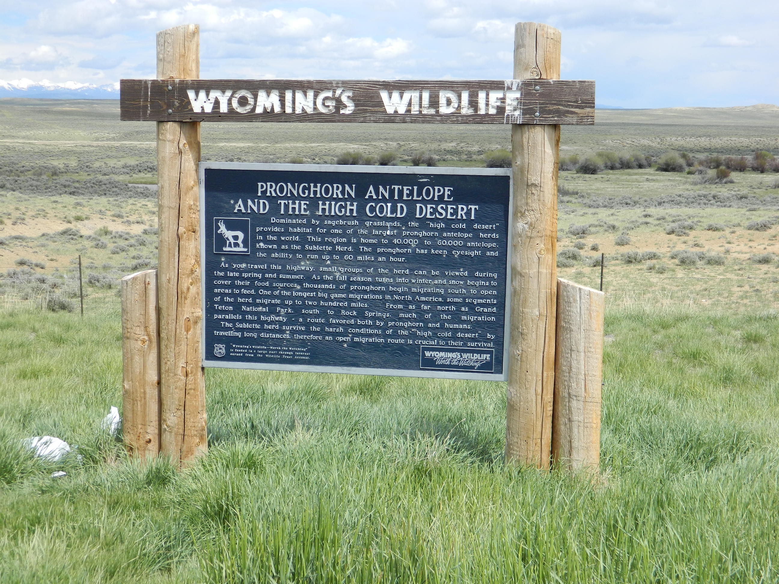 Pronghorn Antelope and the High Cold Desert Marker