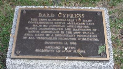 Bald Cypress Marker image. Click for full size.