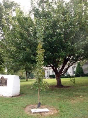 Replanted Tree - Replacing a Sugar Tree originally planted in 1897 image. Click for full size.