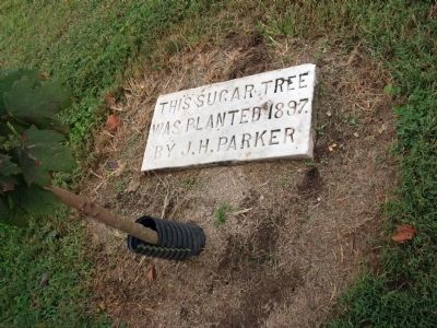 Tree Marker - - (Original) Sugar Tree planted 1897 by J. H. Parker. Click for full size. Tree Marker - - (Original) Sugar Tree planted 1897 by J. H. Parker image. Click for full size.