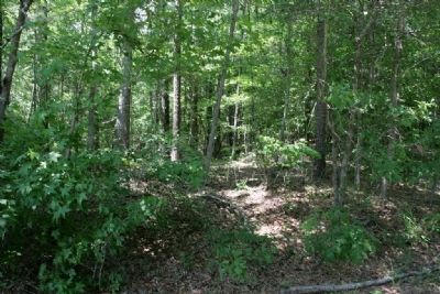 Dense woods behind The High Ground Marker image. Click for full size.