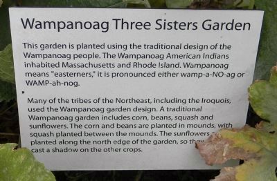 Wampanoag Three Sisters Garden. Click for full size. Wampanoag Three Sisters Garden image. Click for full size.