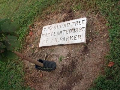 Tree Marker - - (Original) Sugar Tree planted 1897 by J. H. Parker image. Click for full size.