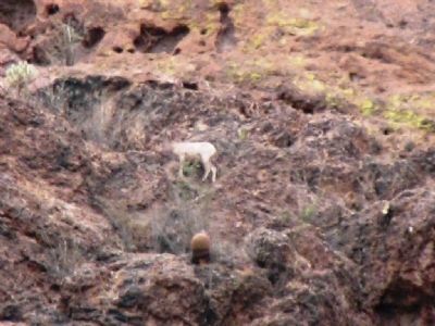 Wild Mountain Goats/Sheep in the Area of the Camp image. Click for full size.