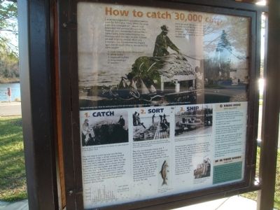 How to catch 30,000 carp Marker. Click for full size. How to catch 30,000 carp Marker image. Click for full size.