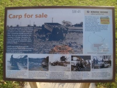 Carp for sale Marker image. Click for full size.