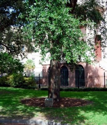 George Washington Memorial Tree<br>Located West of the Statue. Click for full size. George Washington Memorial Tree<br>Located West of the Statue image. Click for full size.