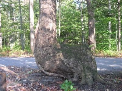 Indian Trail Tree? image. Click for full size.