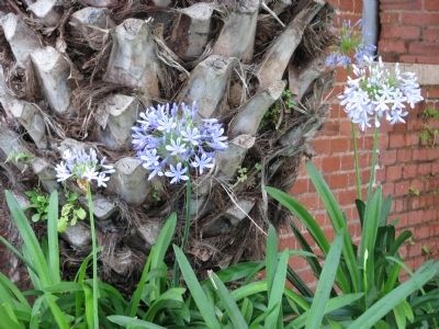 Agapanthus praecox, (Blue African Lily) image. Click for full size.