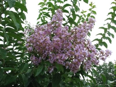 Lagerstroemia indica, (Crepe myrtle) image. Click for full size.