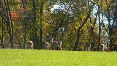 The Oxon Hill Park deer herd, grazing in the pasture near the marker image. Click for full size.